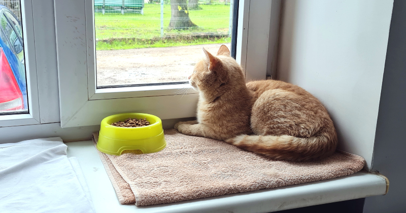 Risina jautājumu par mājdzīvnieku likteni pēc saimnieka nāves