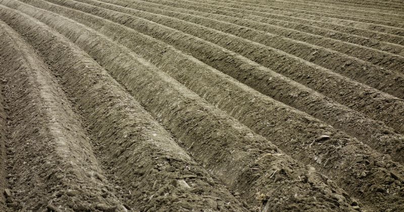 Jēkabpils pusē mitruma dēļ kavējas kartupeļu stādī&scaron;ana