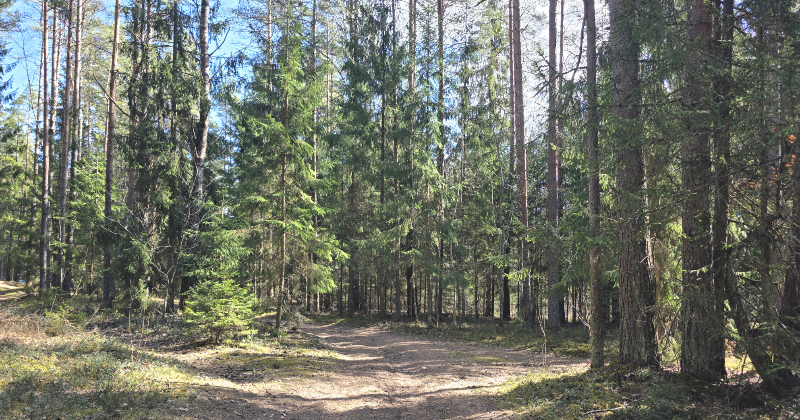 Jēkabpilī &ndash; otra lielākā mizgraužu aktivitāte