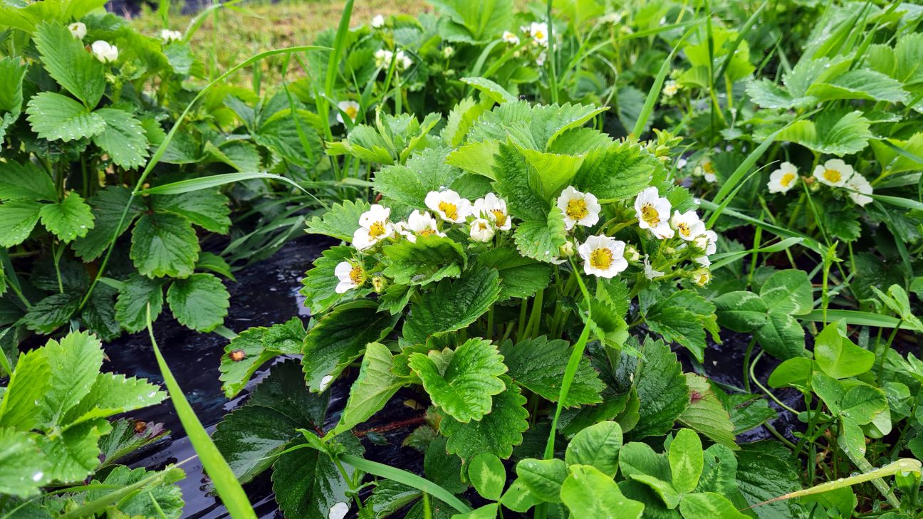 Zemeņu audzētāji: šogad zemeņu raža būs vēlāk