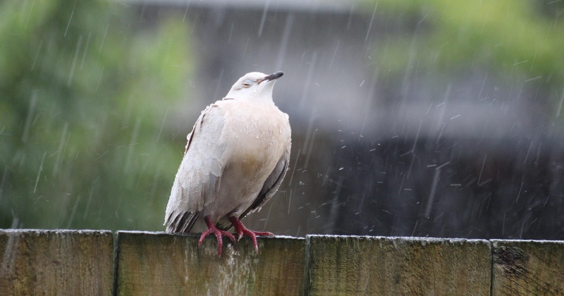 Līvānu novadā tre&scaron;ais slapjākais maijs kop&scaron; 1945. gada &ndash; spēkā dzeltenais brīdinājums 