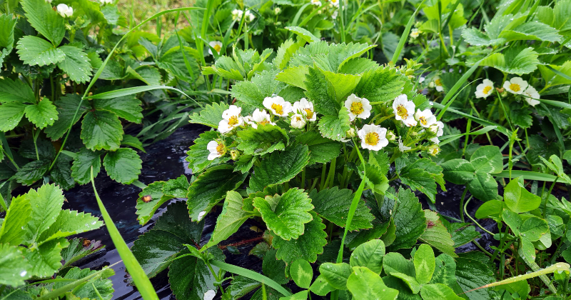 Zemeņu audzētāji: &scaron;ogad zemeņu raža būs vēlāk
