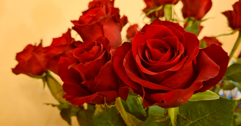 Sācies 9. un 12. kla&scaron;u izlaidumu laiks Jēkabpils novadā