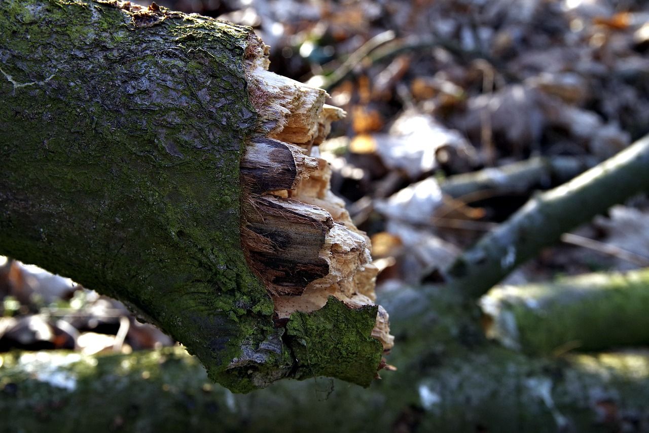 Viesītes pusē nolūzis koks bloķē ceļu – glābēji steidz palīgā
