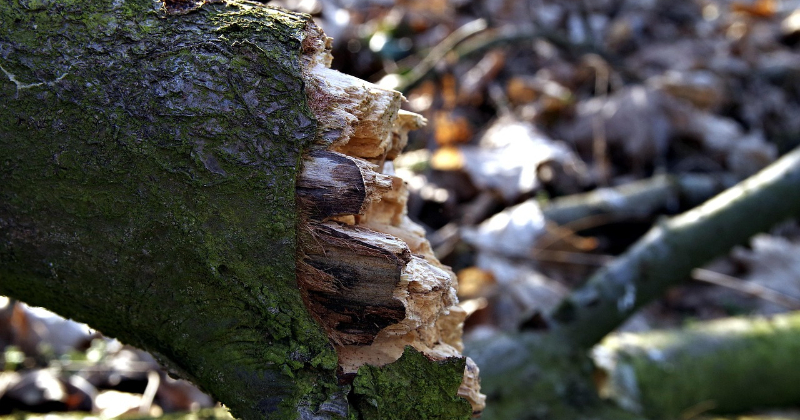 Viesītes pusē nolūzis koks bloķē ceļu &ndash; glābēji steidz palīgā