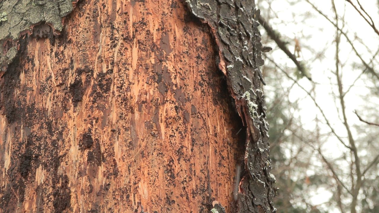 Egļu astoņzobu mizgrauža aktivitāte šogad Latvijā ir mazinājusies