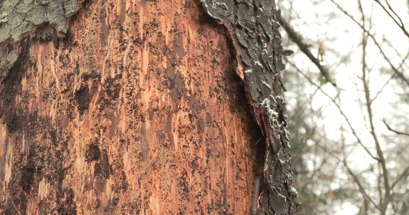 Egļu astoņzobu mizgrauža aktivitāte &scaron;ogad Latvijā ir mazinājusies
