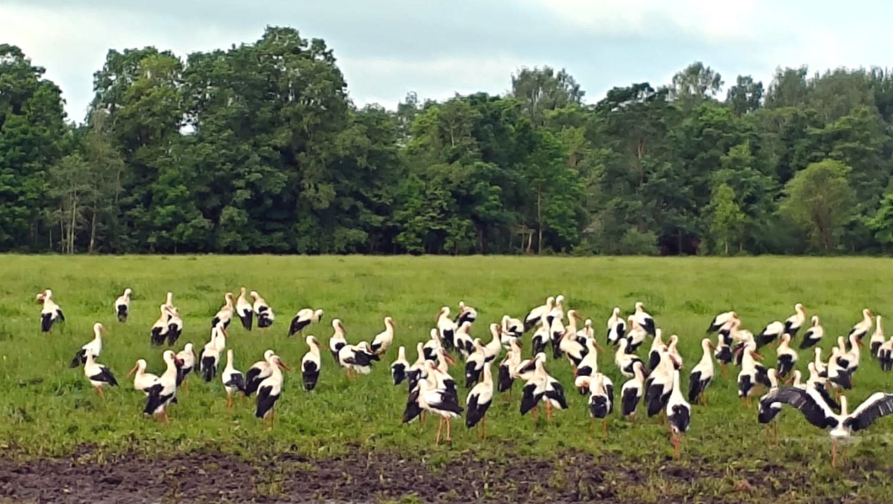 Tauta ziņo: pie saimniecības Rožupes pagastā pulcējas pāris simti stārķu