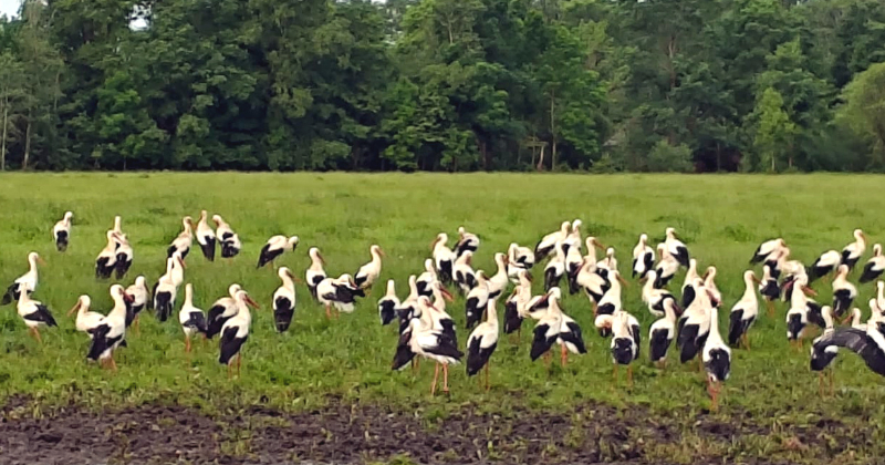 Tauta ziņo: pie saimniecības Rožupes pagastā pulcējas pāris simti stārķu
