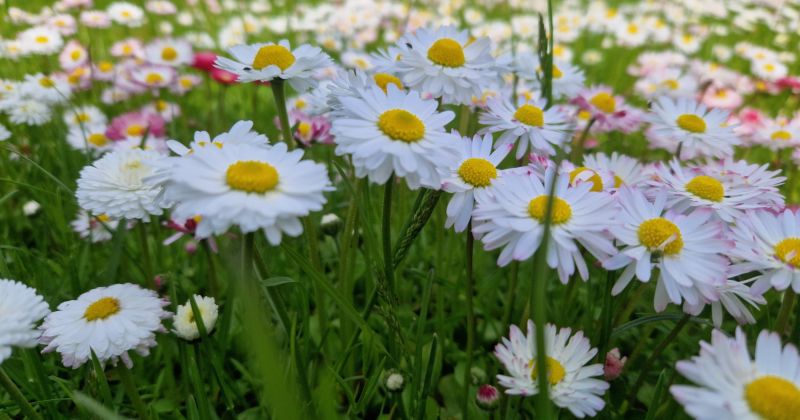 Jūnija beigas un jūlija sākums būs ar mainīgiem laikapstākļiem