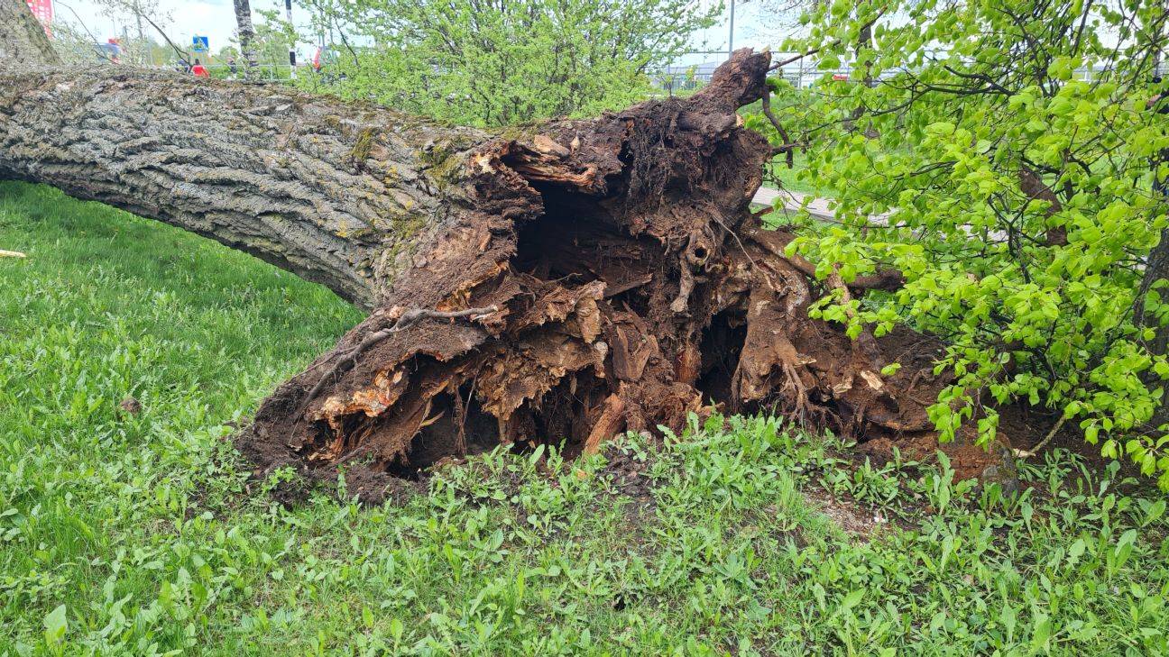 Stiprā vēja dēļ Jēkabpils novadā glābēji izsaukti četras reizes