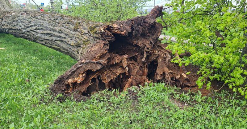 Stiprā vēja dēļ Jēkabpils novadā glābēji izsaukti četras reizes