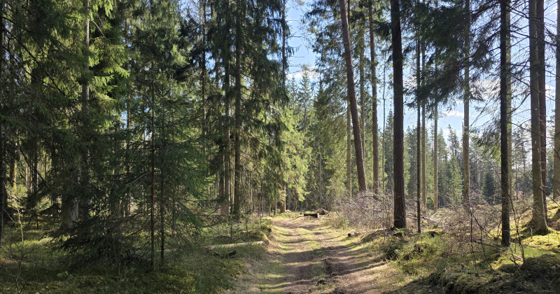 Aicina pieteikties konkursam "Sakoptākais mežs 2025"