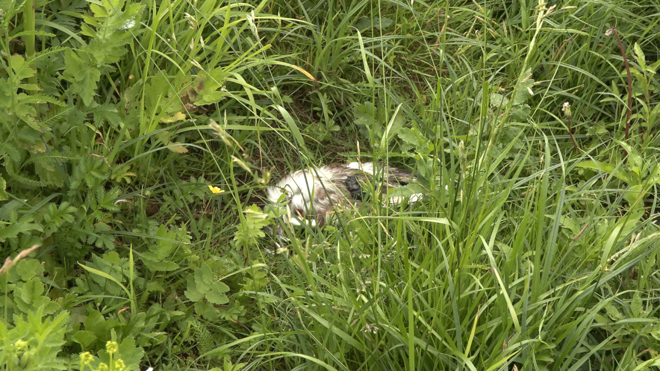 Jēkabpilī atrasti miruši ķīri, bet putnu gripa neapstiprinās