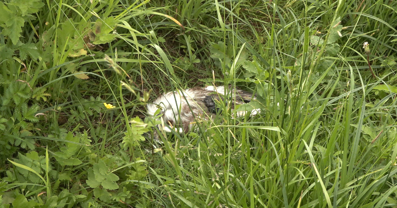 Jēkabpilī atrasti miru&scaron;i ķīri, bet putnu gripa neapstiprinās