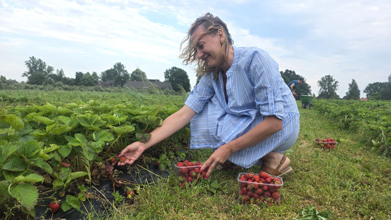 Vietējo zemeņu raža šogad neparasti vēlu 