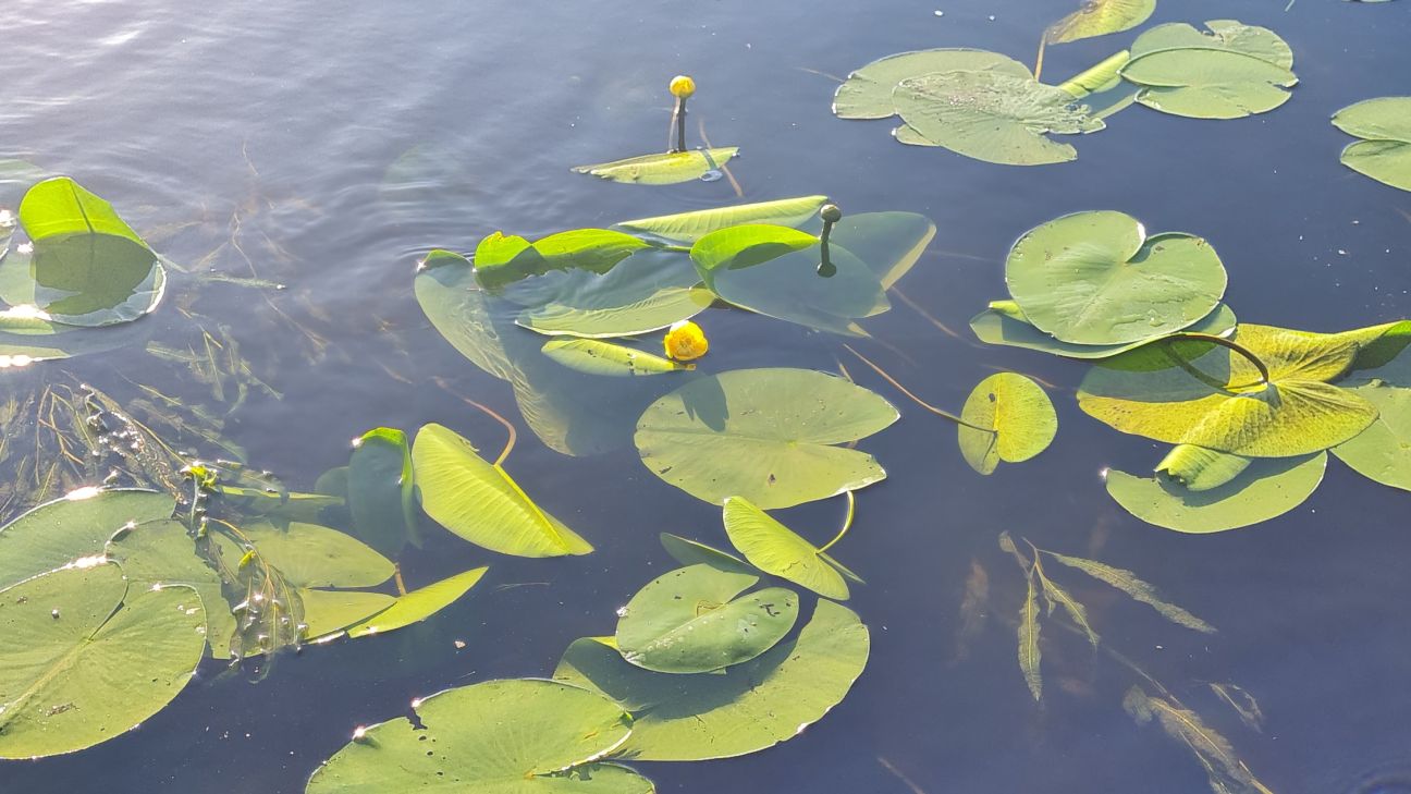 Siltākais ūdens pie Jelgavas, vēsākais – pie Jēkabpils