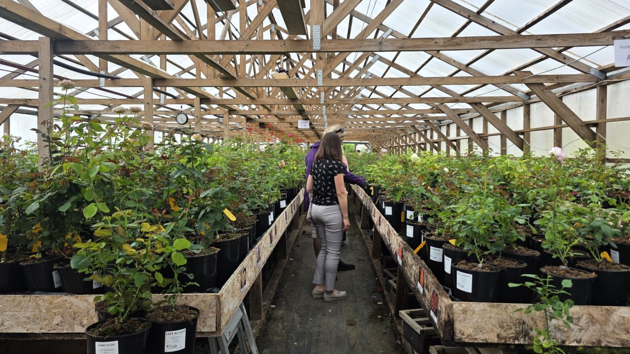 Saukas pusē aizvadītas ceturtās “Rožu dienas”