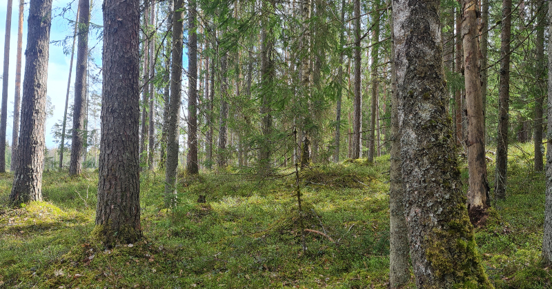 Valdībā iesniegts dokuments, kas paredz daļēju "Latvenergo" un LVM privatizaciju