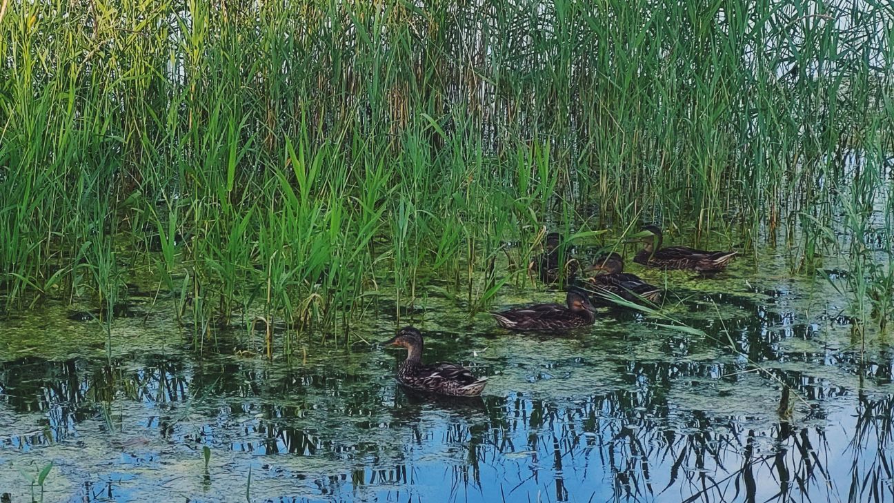 Nokrišņu dēļ Daugavā pie Jēkabpils prognozē ūdenslīmeņa celšanos