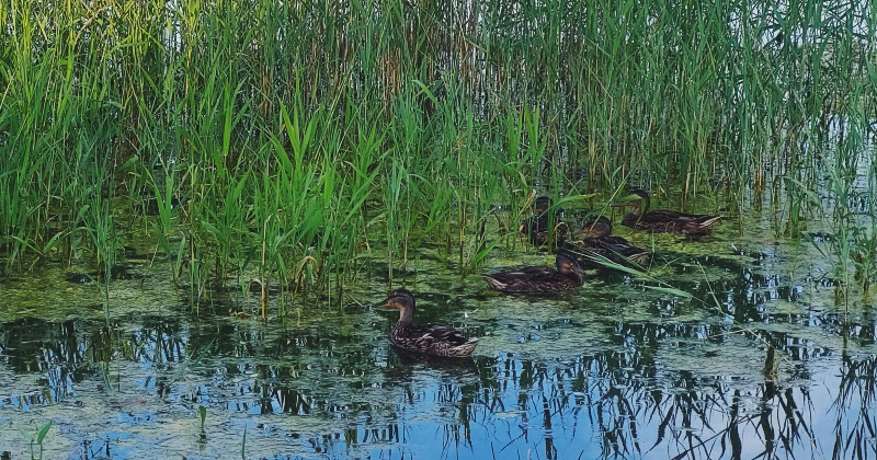 Nokri&scaron;ņu dēļ Daugavā pie Jēkabpils prognozē ūdenslīmeņa cel&scaron;anos