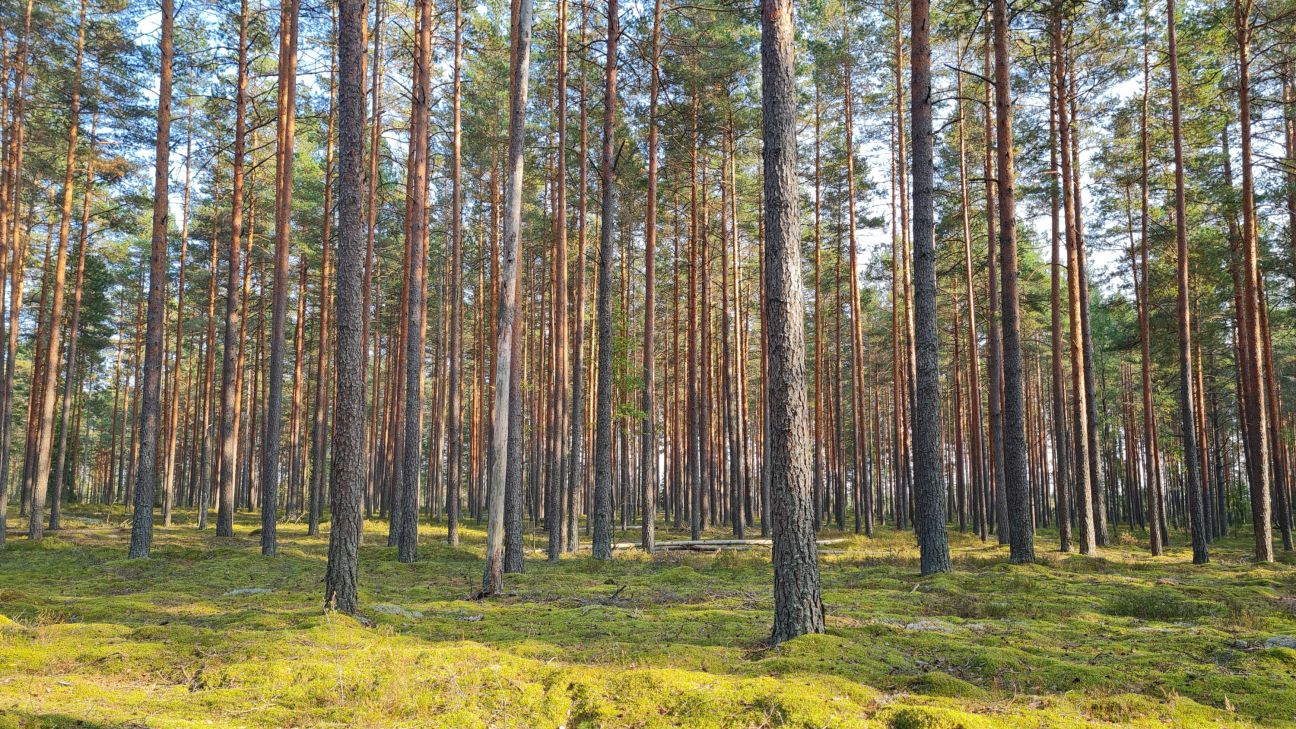 Dunavas mežā apmaldās cilvēks ar veselības problēmām