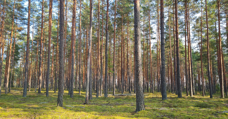Dunavas mežā apmaldās cilvēks ar veselības problēmām