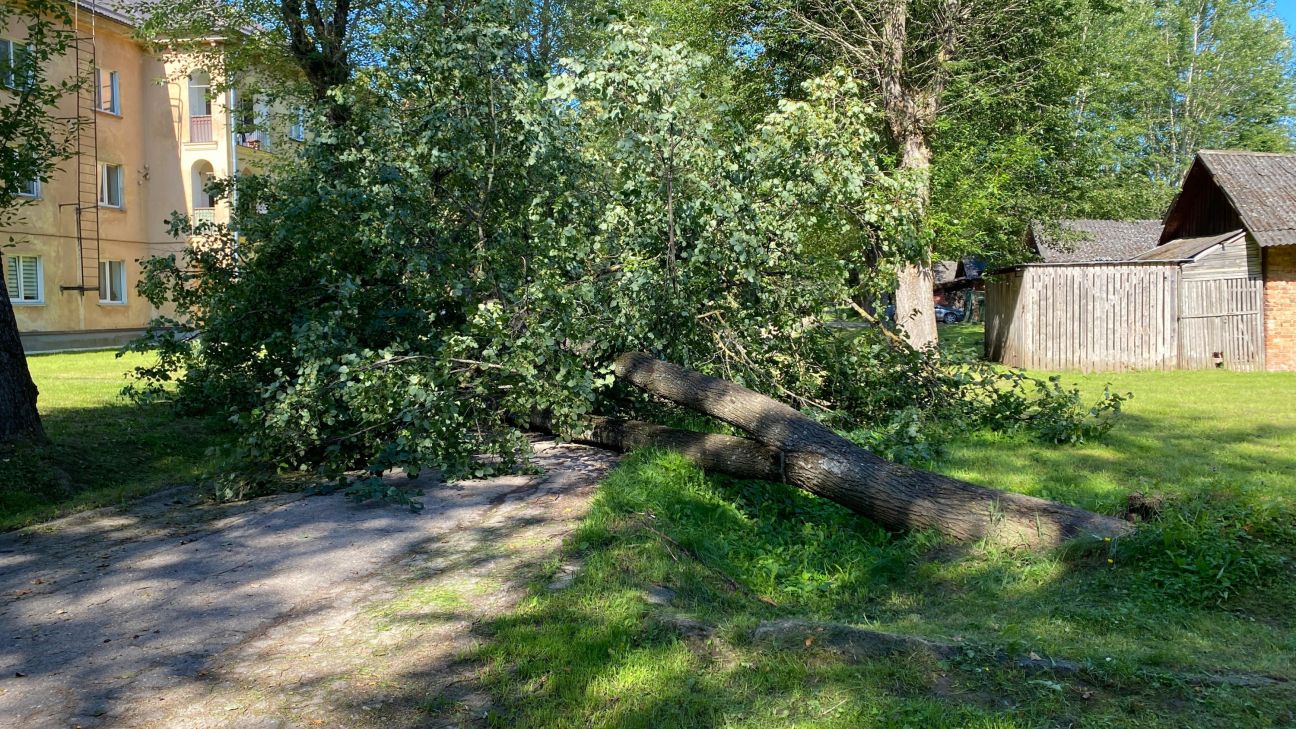 Vairākas dienas Pils rajonā ceļu bloķē nogāzts koks