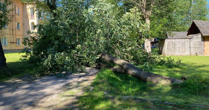 Vairākas dienas Pils rajonā ceļu bloķē nogāzts koks