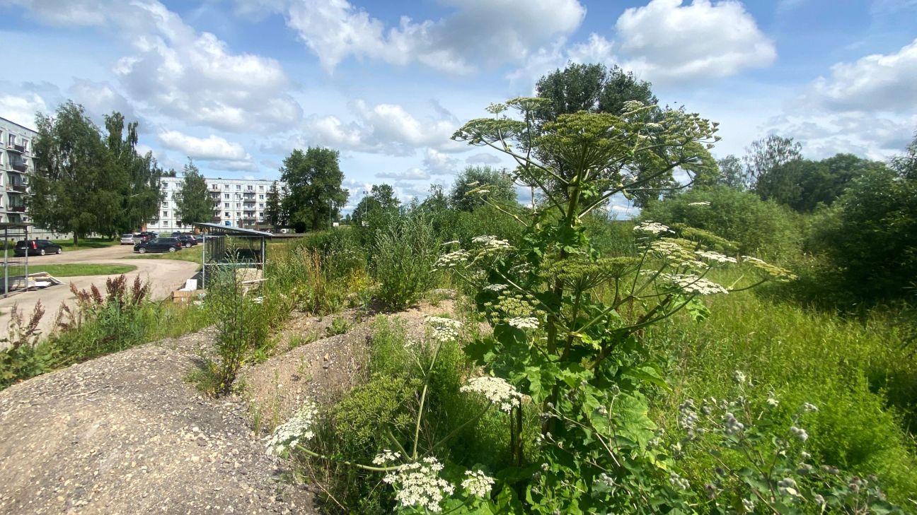 Jēkabpils novadā Sosnovska latvānis izplatījies vairāk nekā 180 hektāros