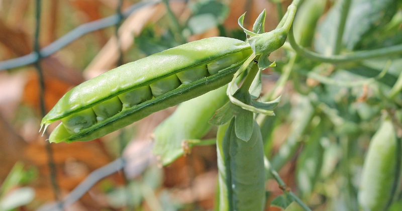 Svaigi zirņi tie&scaron;i no lauka &ndash; "Zirņu bingo" tagad arī Sēlijā