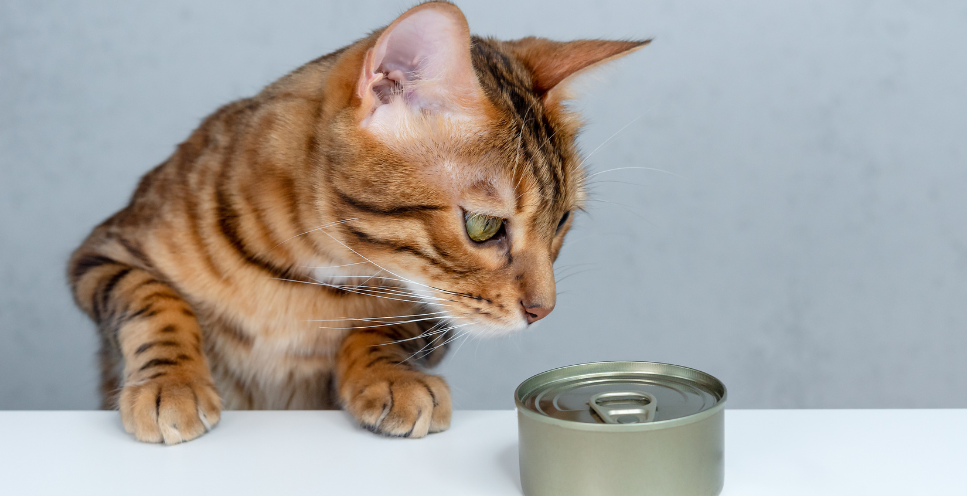 Pārtikas nepanesamība kaķiem - kā atrast risinājumu?