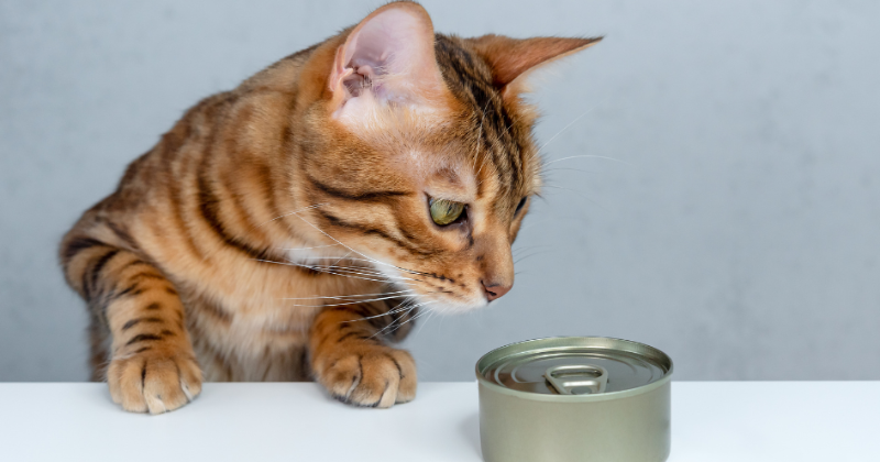 Pārtikas nepanesamība kaķiem - kā atrast risinājumu?