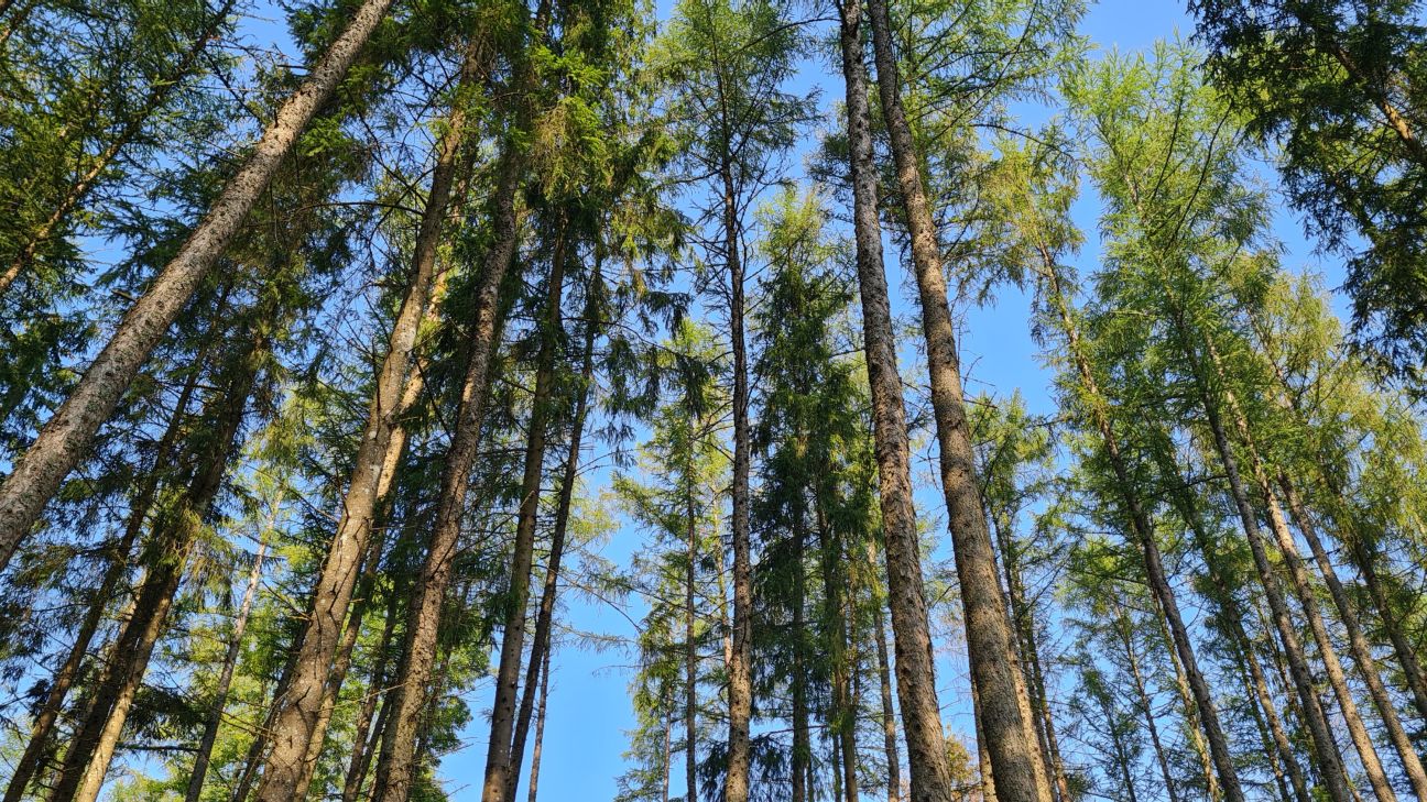 Lielākā daļa “Sakoptākais mežs 2025” dalībnieku atrodas Vidusdaugavas reģionā