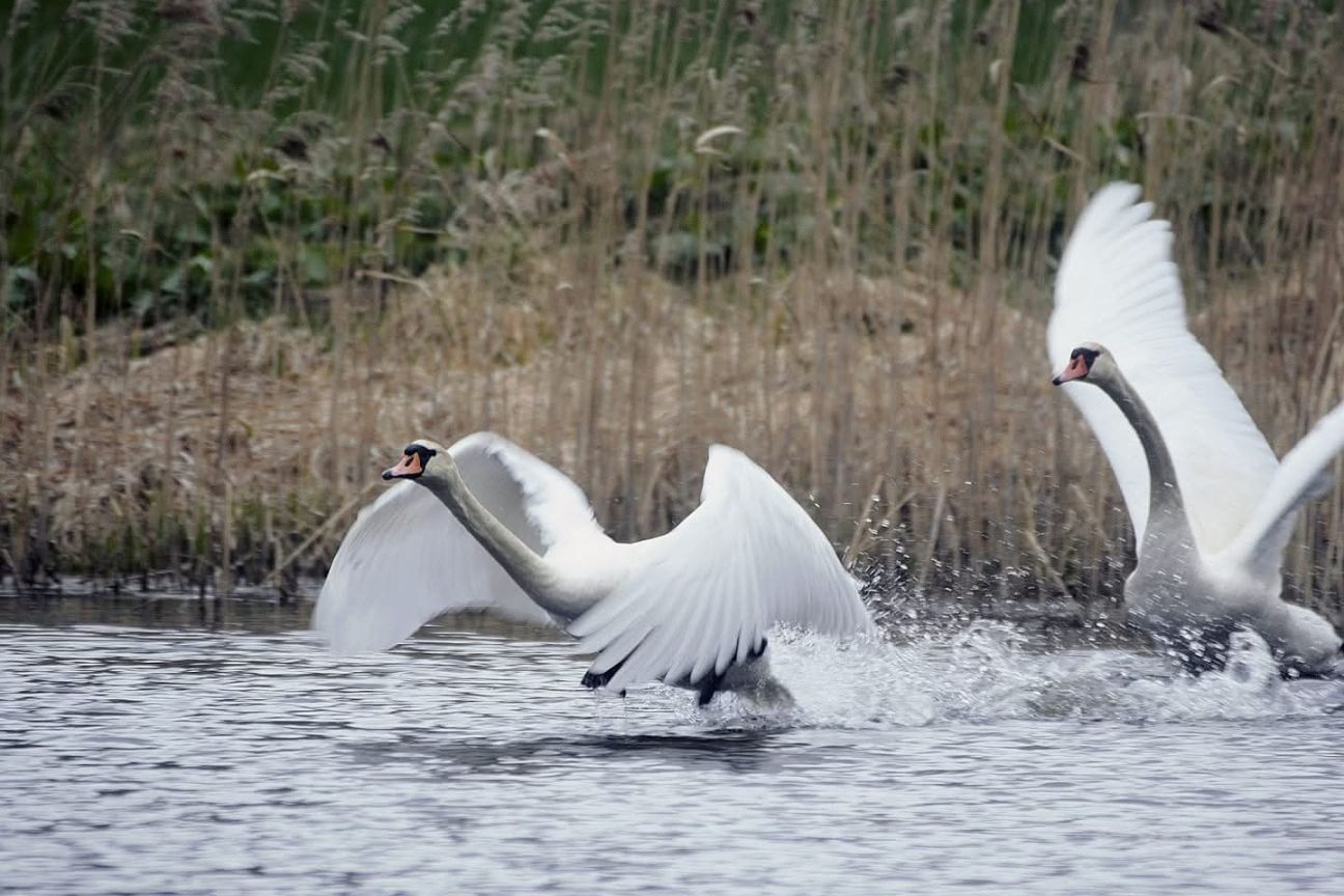 Gārsenē rīkos pārgājienu dabas un putnu vērošanai 