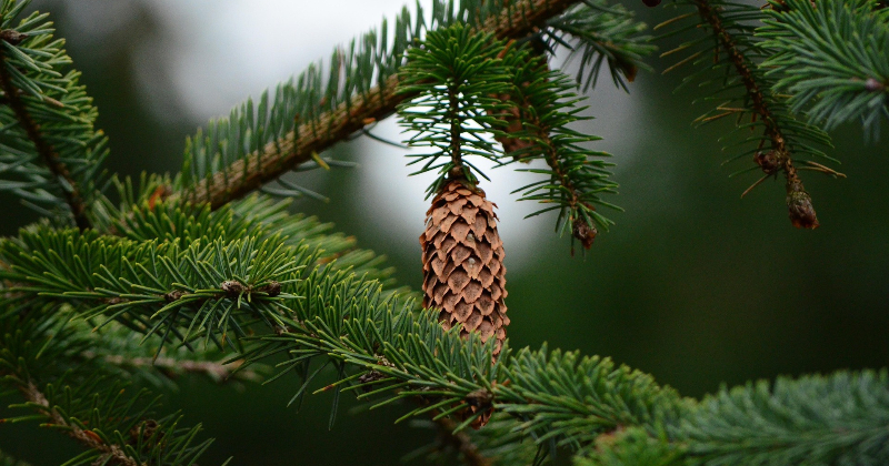 Atcelti saimnieciskās darbības ierobežojumi egļu audzēs
