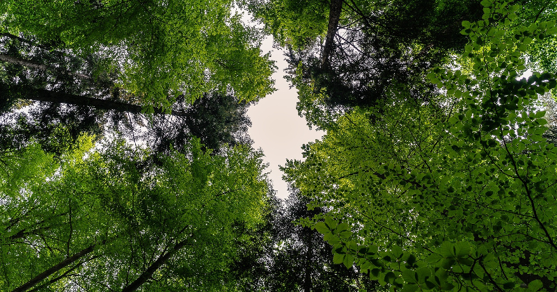 Salas un Aiviekstes pagastā mežā apmaldās cilvēki