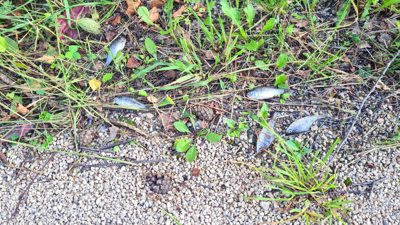 Zivis uz ceļa – lietavu sekas Jēkabpils novadā