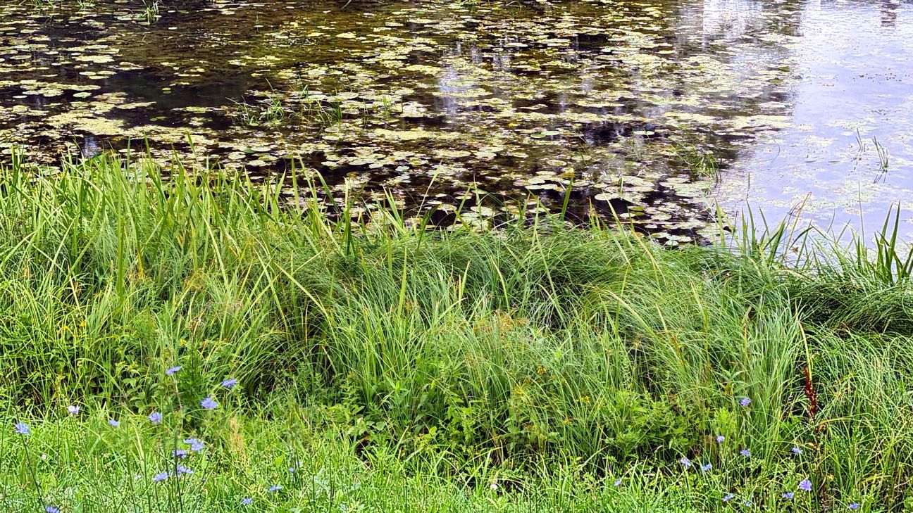 Aiviekstes pagastā no dīķa izcelts bojāgājis cilvēks