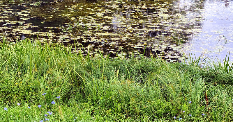 Aiviekstes pagastā no dīķa izcelts bojāgājis cilvēks