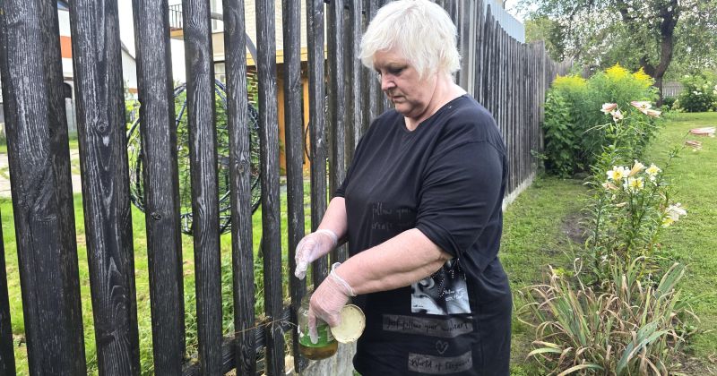 Jēkabpilī cīņa ar Spānijas kailgliemežiem kļūst par ikdienu