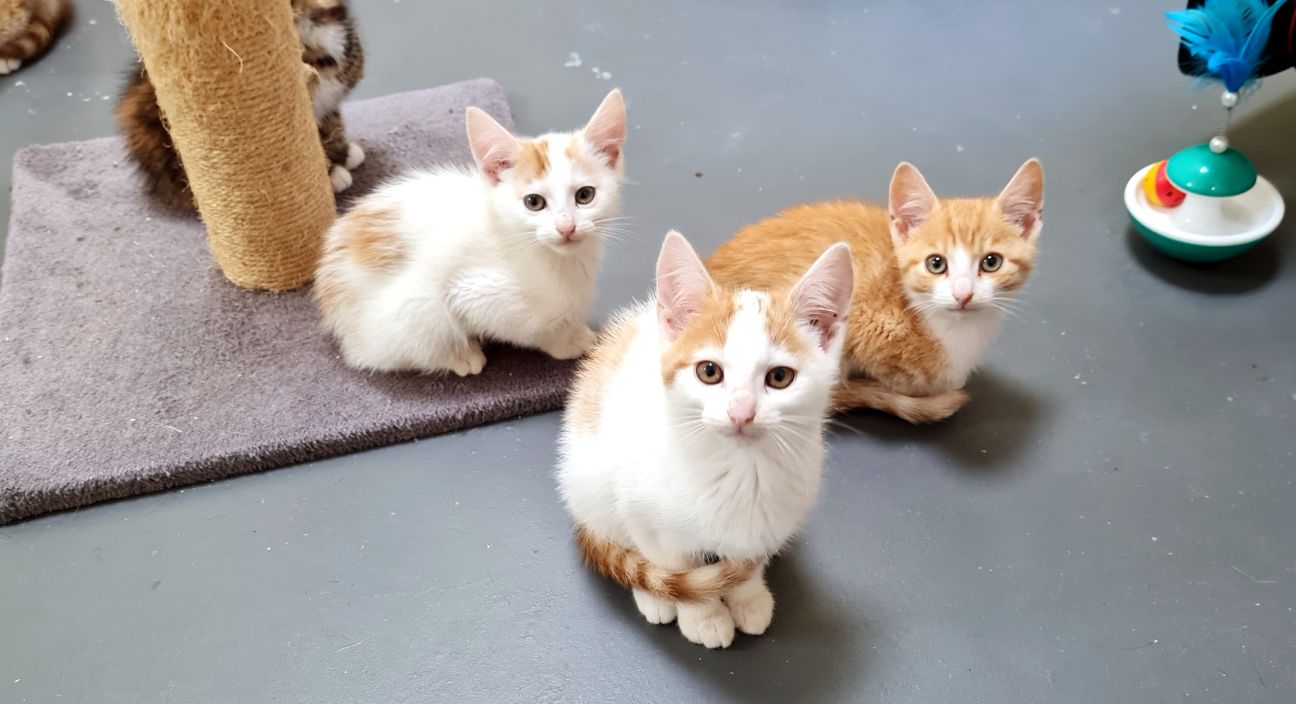 Jēkabpils dzīvnieku patversmē daudz mazu kaķēnu