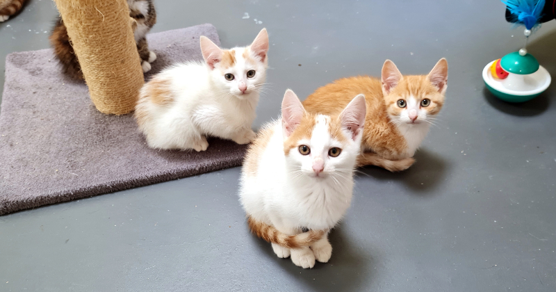 Jēkabpils dzīvnieku patversmē daudz mazu kaķēnu