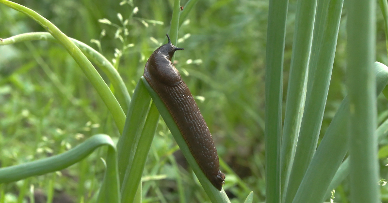 Līvānos ieradies Spānijas kailgliemezis