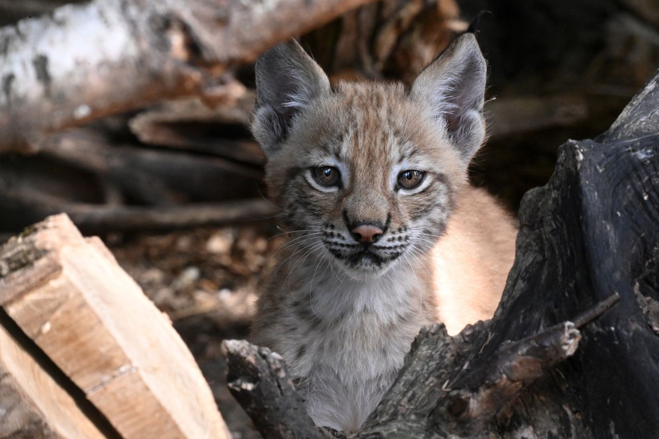 Jēkabpils novada iedzīvotāji aicināti izvēlēties vārdu lūšu mazulītei 