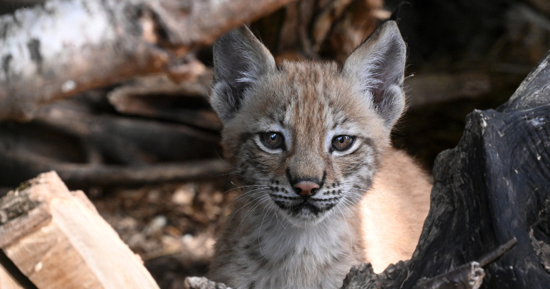Jēkabpils novada iedzīvotāji aicināti izvēlēties vārdu lū&scaron;u mazulītei 
