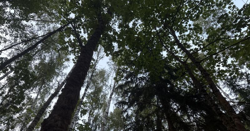 Glābēji atkal dodas palīgā cilvēkam, kur&scaron; apmaldījies mežā