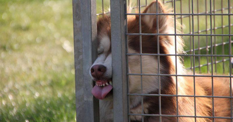 Kūku pagastā piedzērusies sieviete nepamatoti ziņojusi par nozagtu suni 