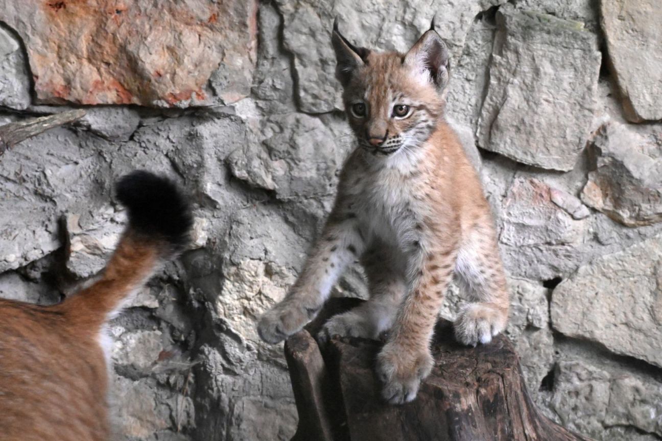 Jēkabpils novada pašvaldība precizē lūšu mazulītes vārda izvēles kritērijus