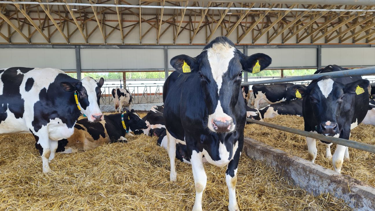 Saimniecībā “Kalna Dambrāni” atklāj Dzemdību nodaļu
